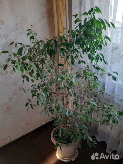 Фикус бенджамина большой