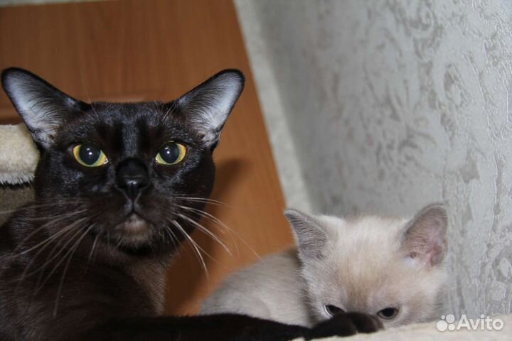 Бурманский кот