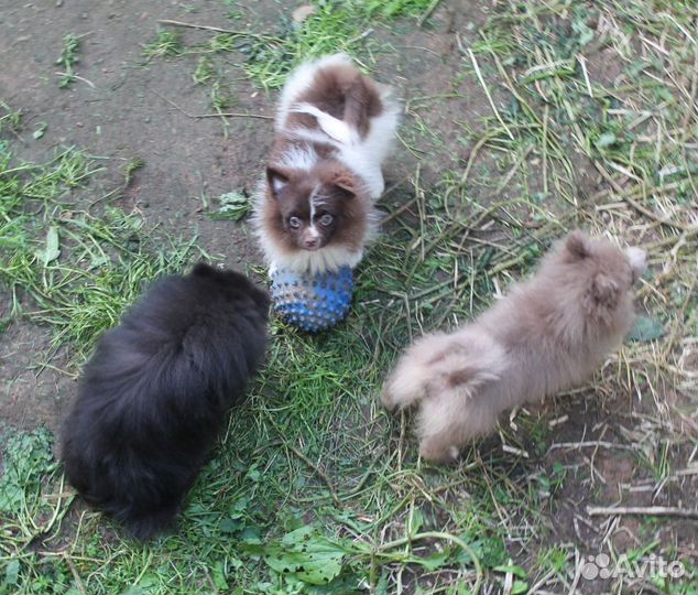 Шпиц парень цветной пати-колор