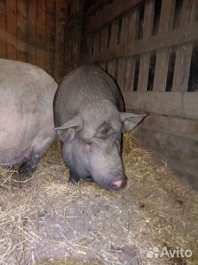 Кабан на мясо