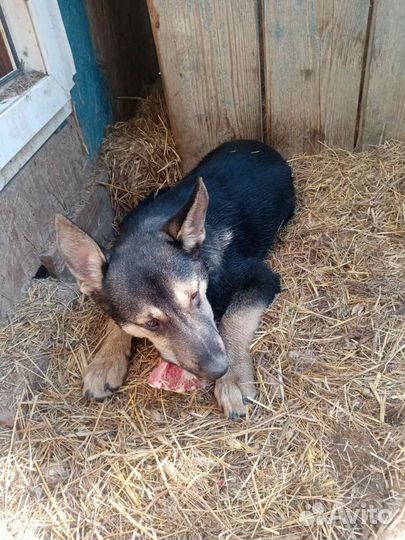 Щенок мальчик