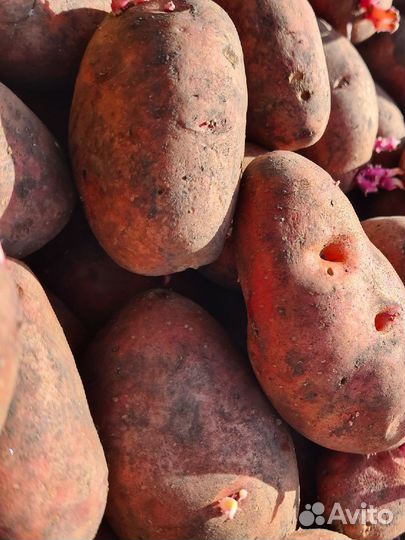 Семенной картофель красный с желтой мякотью