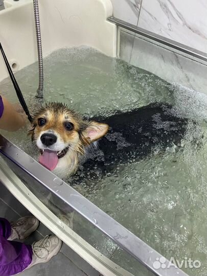 Груминг собак и кошек топовыми мастерами