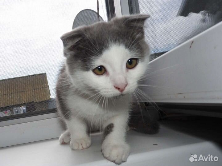 Котик вислоухий в добрые руки