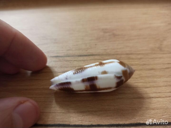 Морская раковина