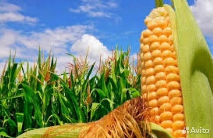 Разнорабочие на поля