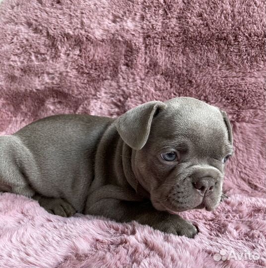 Французский бульдог в окрасе изабелла