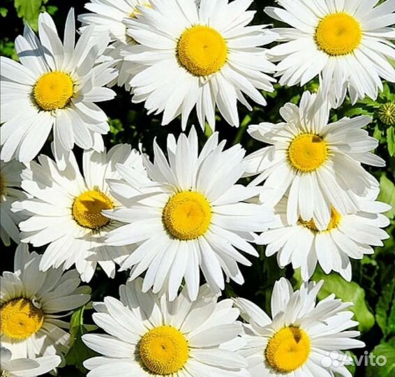 Ромашка садовая