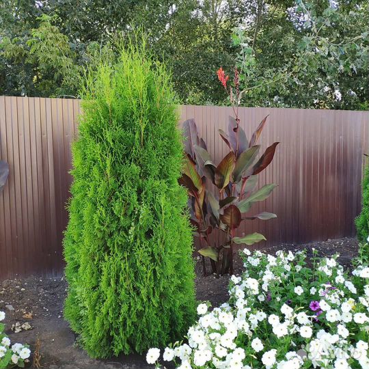 Туя Колумна. Оптом из питомника