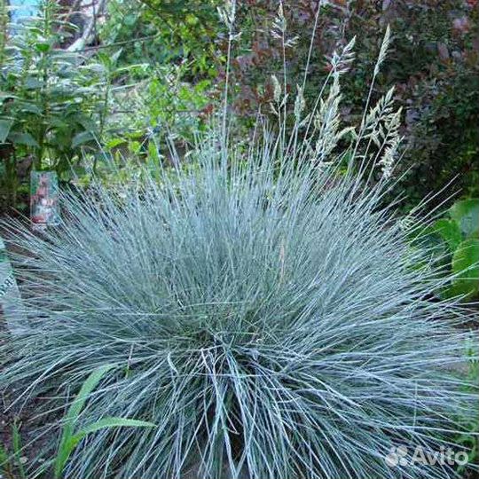 Многолетние садовые растения