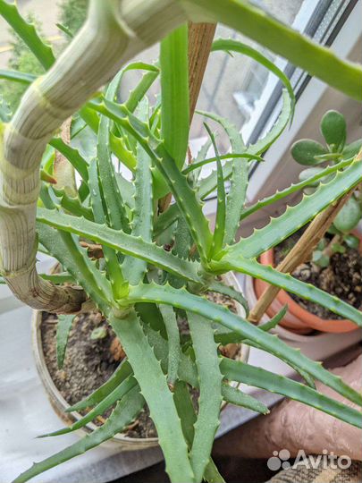 Алоэ каланхоэ многолетнее