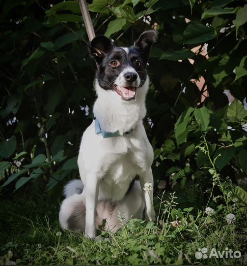 В добрые руки собака среднего размера