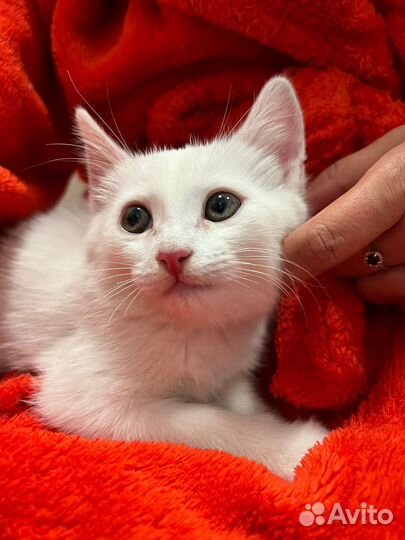 Котята в добрые руки бесплатно