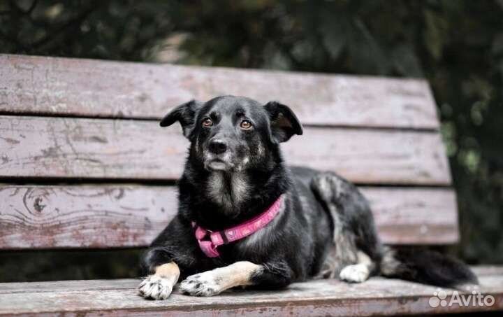 Муша ищет самых лучших хозяев