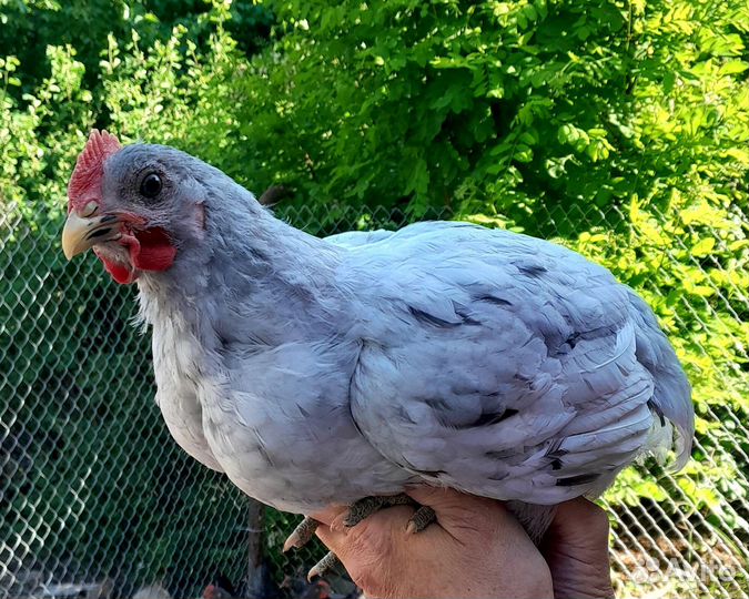 Молодые петушки