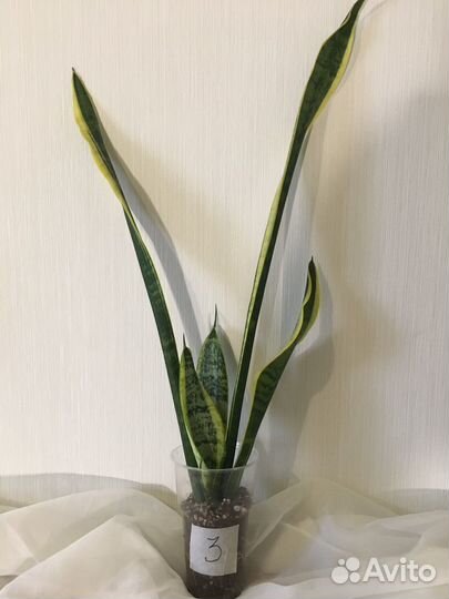 Сансевиерия