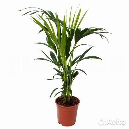 Растения для гостиной