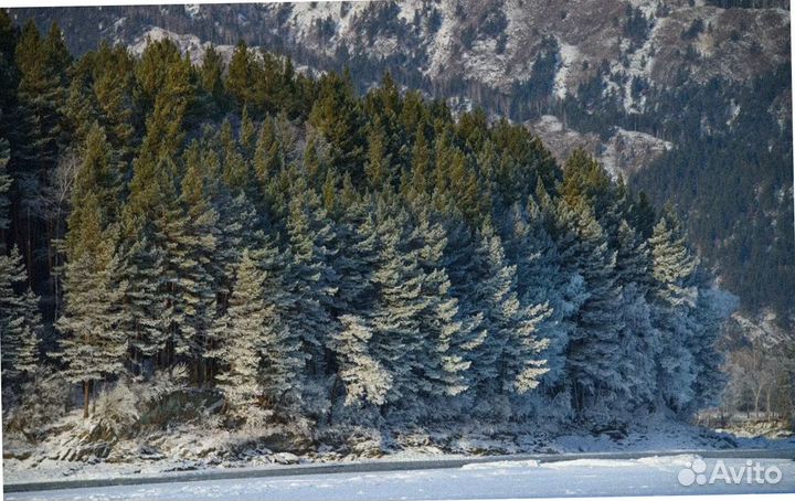 Тур поездка Алтай зимний экскурсия до 7 дней