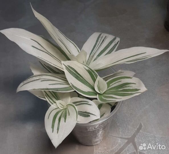 Традесканции