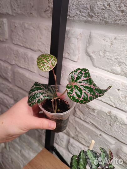 Перец декоративный крокатум