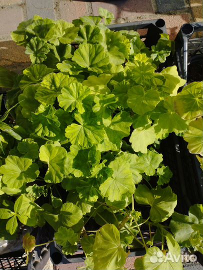 Цветущие комнатные растения