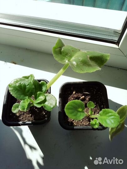 Фиалка Ле Суламифь