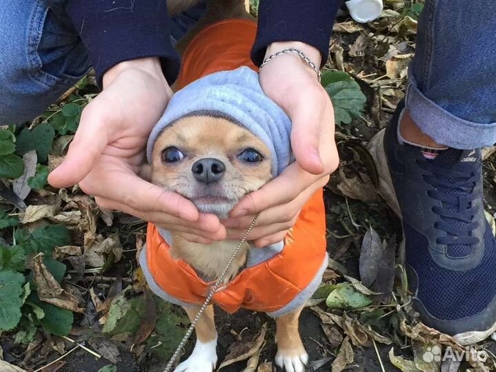 Кобель для вязки