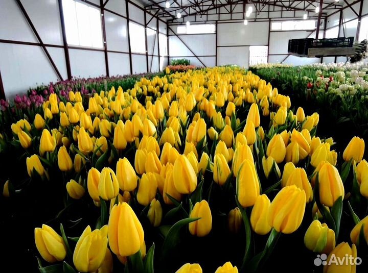 Тюльпаны оптом от производителя