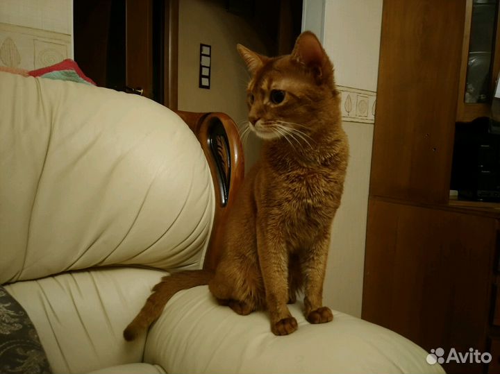 Вязка с абиссинским котом