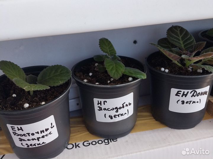 Детки глоксинии