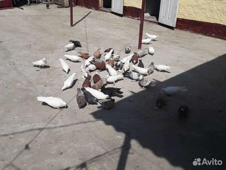 Прадаю голубей