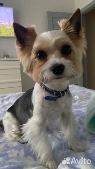 Бивер вязка