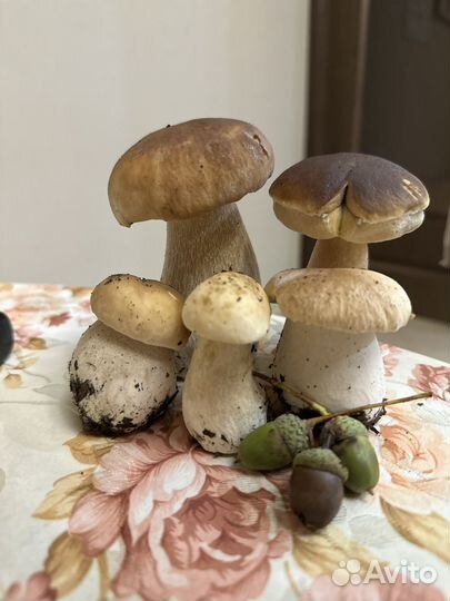 Грибы белые предзаказ 22.08, маринованные наличие