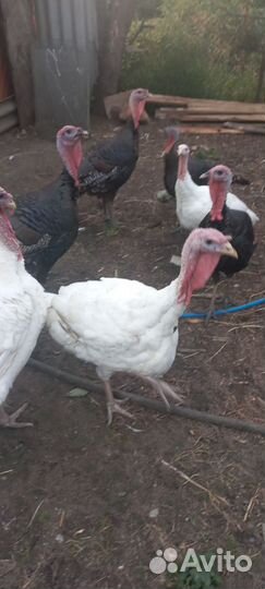 Телята бычки