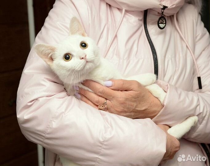 Кот Белыч- белый кот