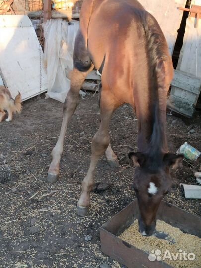 Лошади