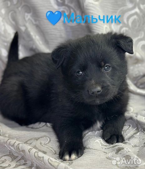 Щенок в добрые руки