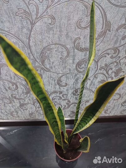 Сансевиерия взрослое растение