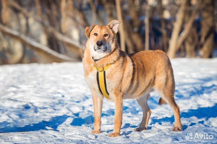 Мишка собака в добрые руки