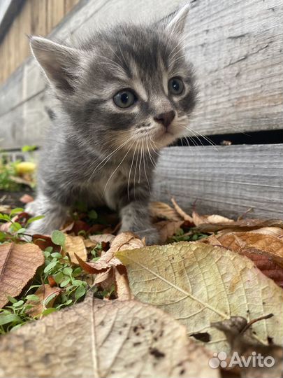 Котята