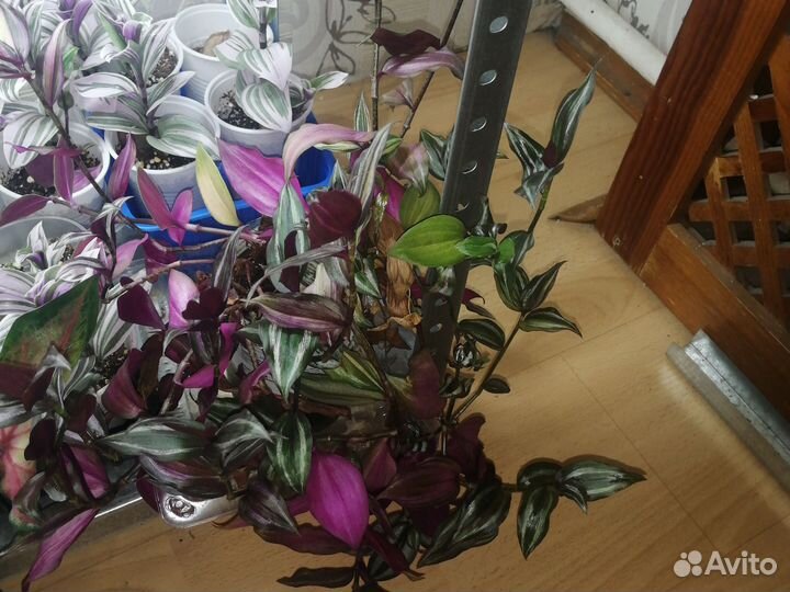 Традесканции