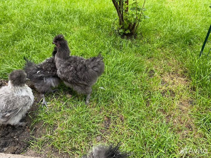 Петух китайский шелковый