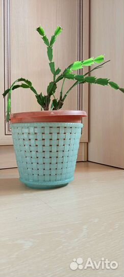 Цветок декабрист