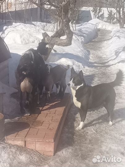 Помесь бордер-колли