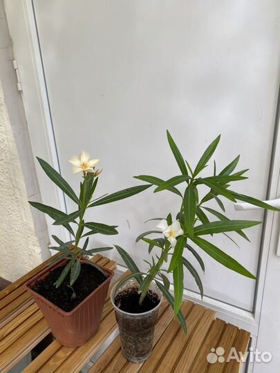 Олеандры,кампанула