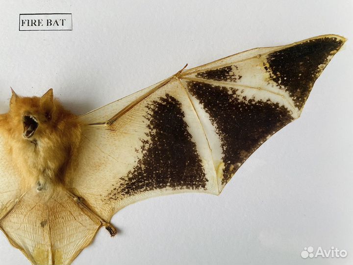 Летучая мышь. Kerivoula Picta. Fire Bat