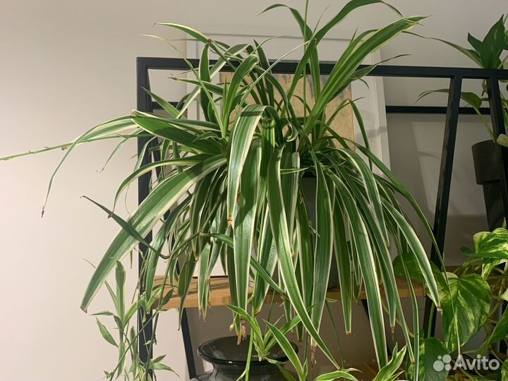 Хлорофитум