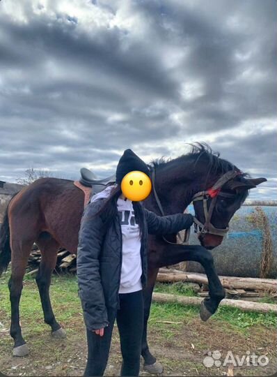 Продаются мерены