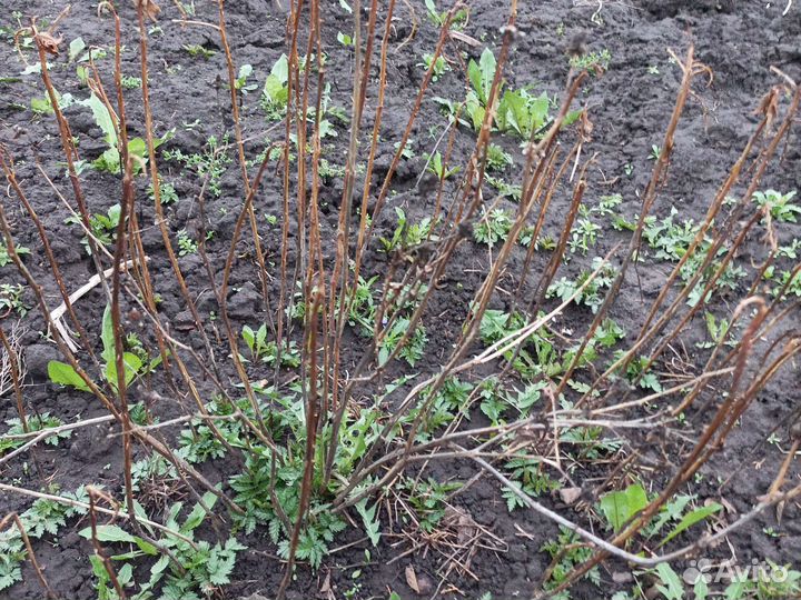 Тибетская малина