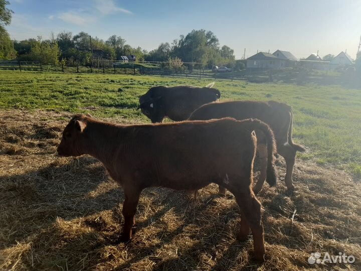 Телята бычки